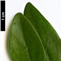 SpeciesSub: var. latiuscula